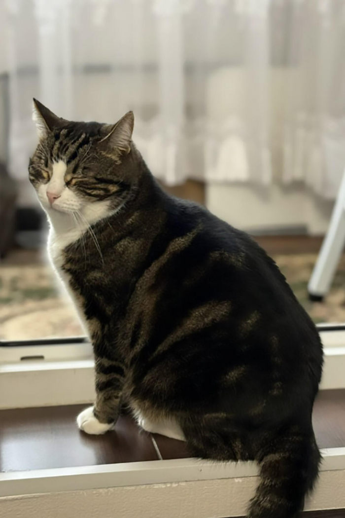 Хрюкающая Панда, ласковая Мила и гордый Гермес: три истории о том, как коты из приютов обрели дом