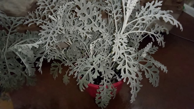 «Седой» цветок или прекрасное комнатное растение цинерария (61 фото)