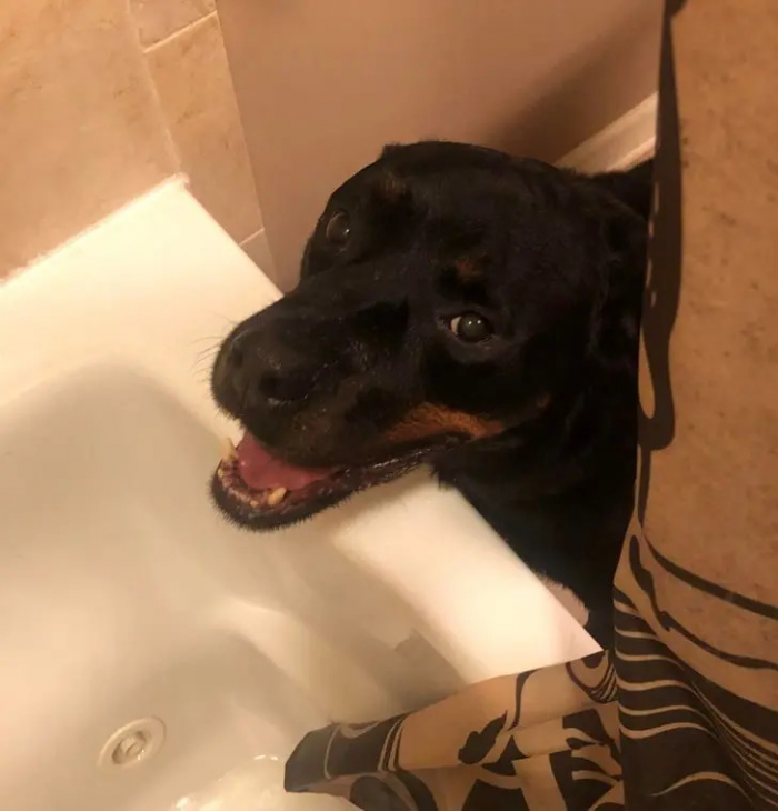 Питомцы, которые не знают границ