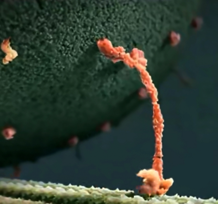 Ученые впервые сняли на видео, как в мозгу человека гормоны создают счастье