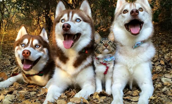 Кошку спасли и вырастили хаски, теперь она думает, что тоже собака: видео