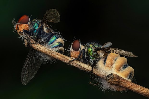 Неземные пейзажи, грибные зомби и нескончаемая борьба за жизнь. Ни на что не похожий мир — на снимках лучших фотографов