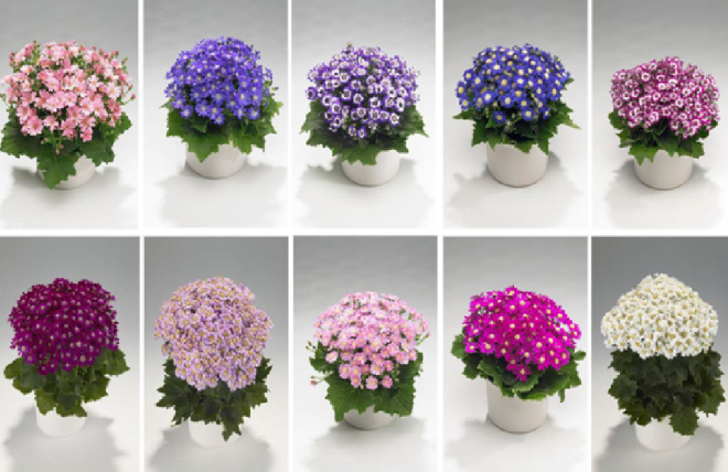 «Седой» цветок или прекрасное комнатное растение цинерария (61 фото)