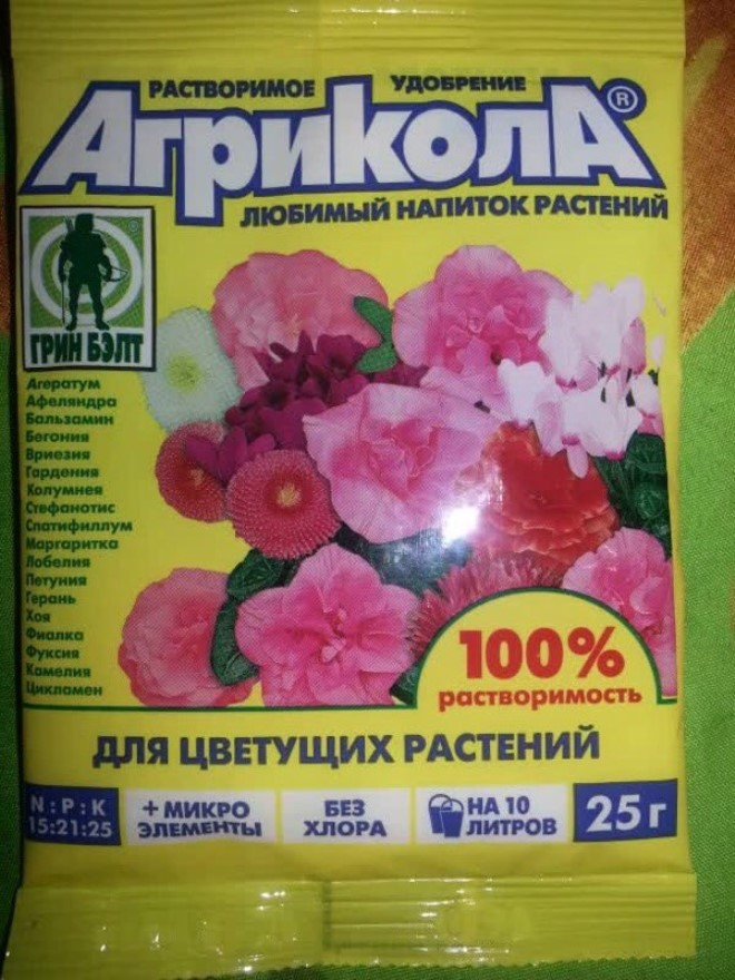 «Седой» цветок или прекрасное комнатное растение цинерария (61 фото)