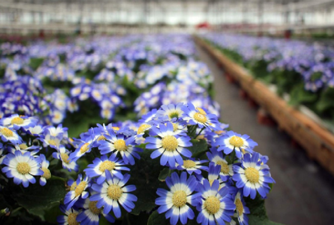 «Седой» цветок или прекрасное комнатное растение цинерария (61 фото)