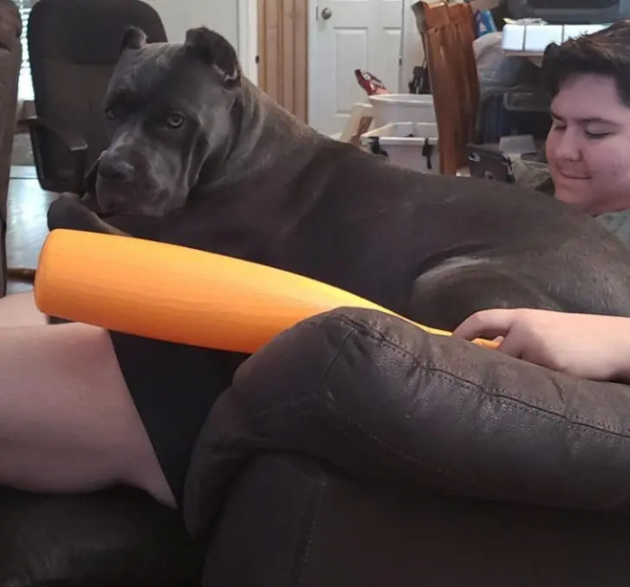 Питомцы, которые не знают границ