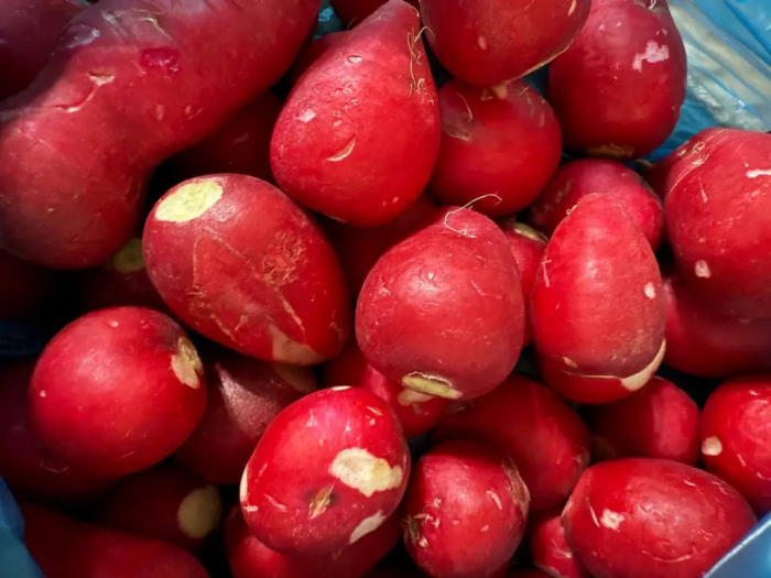 Посадите редис в апреле именно так — через 18 дней уже захрустите первым сочным урожаем