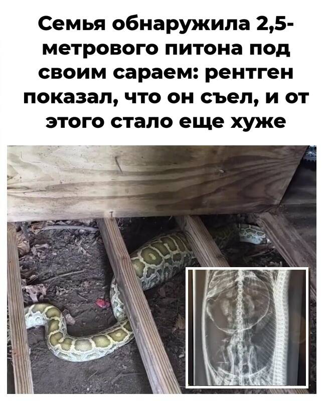Семья обнаружила 2,5-метрового питона под своим сараем: рентген показал, что он съел, и от этого стало еще хуже