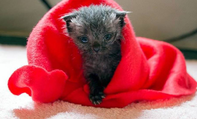 Девушка думала, что спасла милого котенка, но через 3 месяца он полностью сменил цвет и поведение