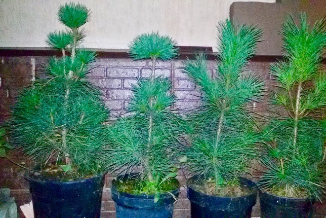 Хвойные растения для сада: выбираем самые неприхотливые культуры (65 фото)