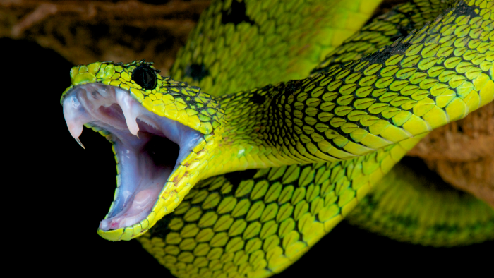 Неожиданная часть рациона питания змей: что показало новое исследование