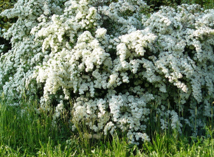 Неприхотливые декоративные кустарники в ландшафтном дизайне: фото и описания (56 фото)