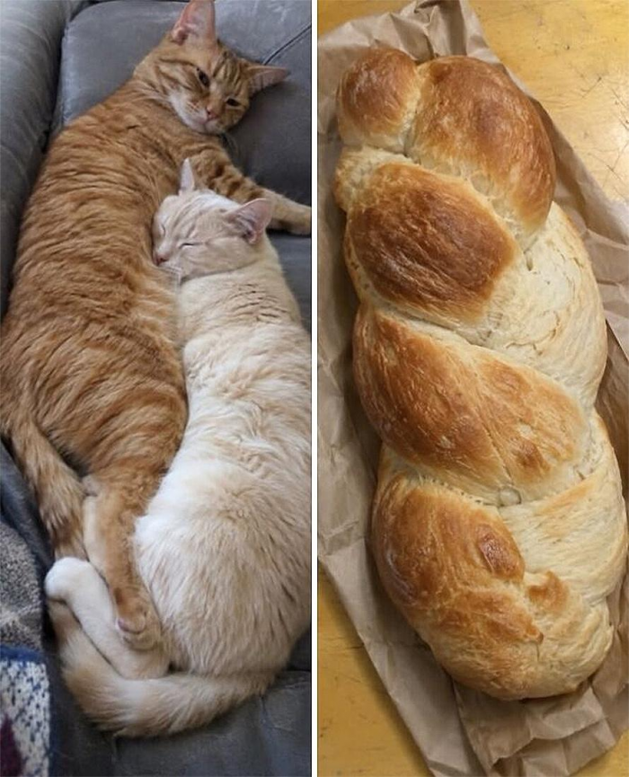 Коты похожи на еду: подборка фотографий