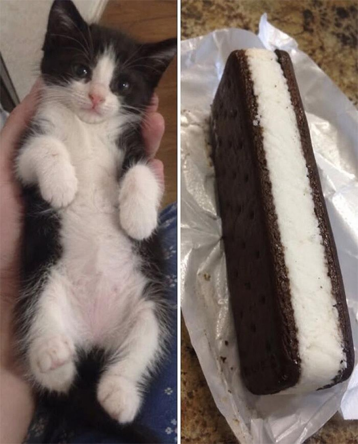 Коты похожи на еду: подборка фотографий