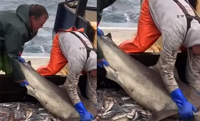 Я не доела: акула попала на рыболовецкое судно и отказалась уходить без обеда
