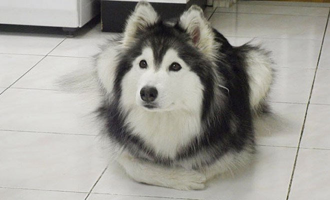 Хаски росла с кошками, а через 2 года люди обратили внимание на лапы: она стала их поджимать как кот