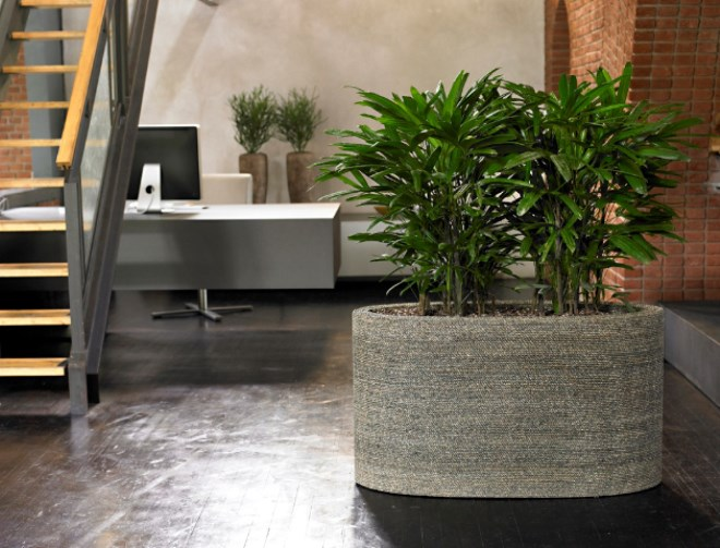 Комнатные растения в интерьере квартиры (112 фото)