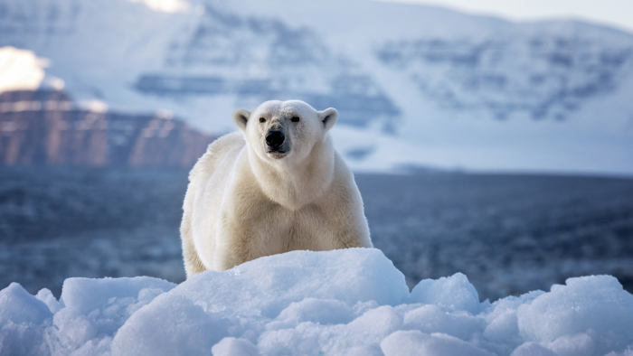 Страна без дорог: 7 неожиданных фактов о Гренландии