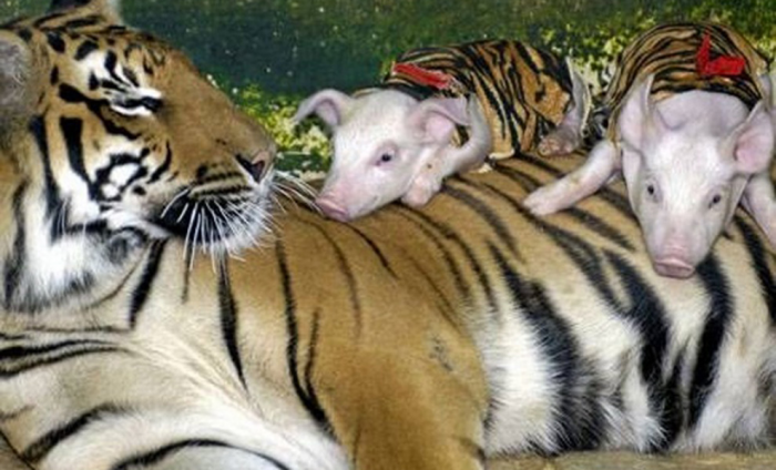 Тигрица лишилась тигрят и отказывалась даже есть. Тогда работники питомника замаскировали поросят и дали ей на воспитание