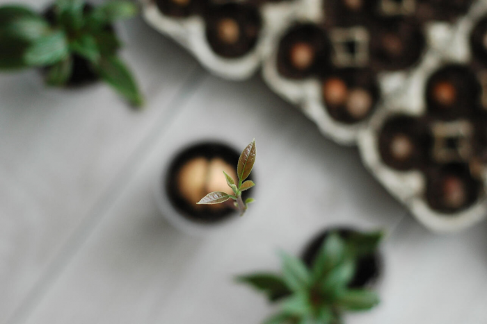 Как вырастить авокадо из косточки дома: пошаговое руководство для садоводов-любителей