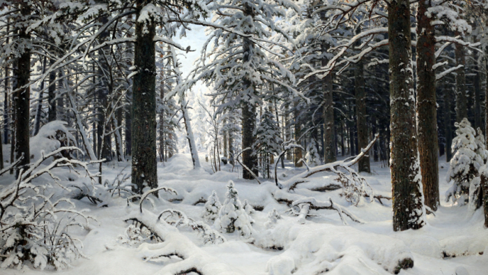 «Человек среди природы так мелок, так ничтожен»: выставка Ивана Шишкина в Русском музее