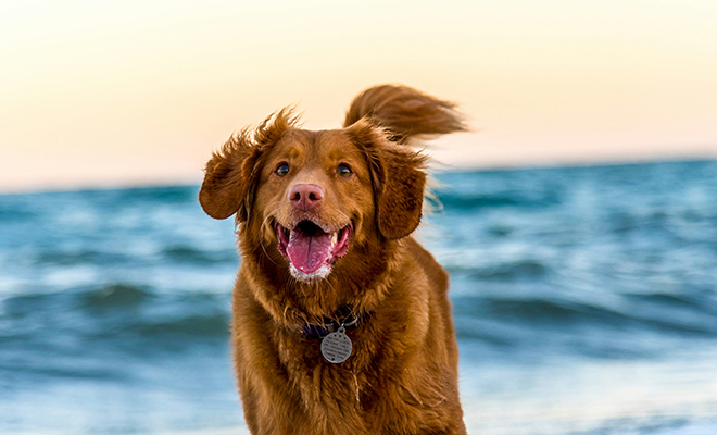 Ваша собака тайком подслушивает. Зоологи рассказали, как они учат слова людей