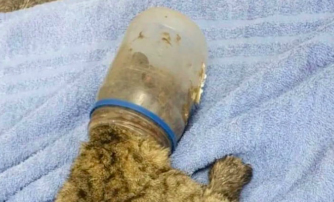 Кот засунул голову в банку и ходил с ней две недели, пока его не увидели люди