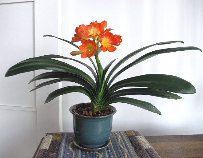 Комнатные растения в интерьере квартиры (112 фото)