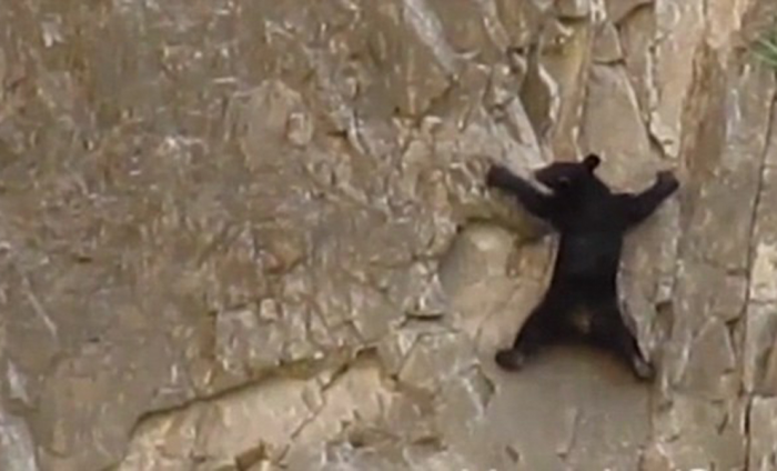 Лесник наблюдал за ущельем, когда увидел медведя на отвесной скале. Зверь поднимался словно у него на лапах присоски
