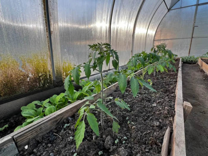 Рассада тянется в нитку? Не беда: простой прием превратит хилые стебли в мощные кусты