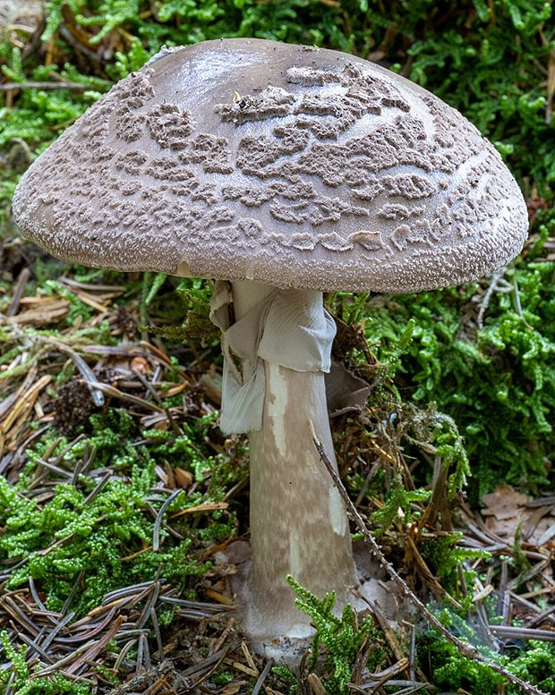 Гриб-зонтик: описание, фото, рецепты. Где и как собирать, что приготовить