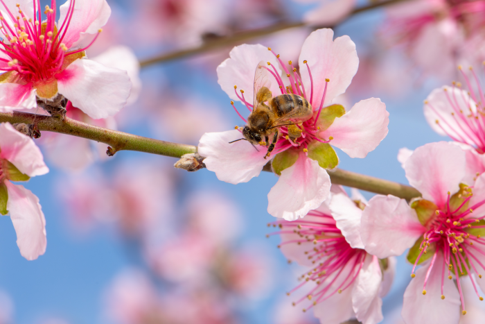 Записки астраханского натуралиста. Для кого цветут сады?