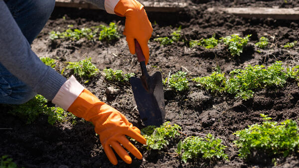 10 многолетних овощей для ленивого огорода: посадил один раз — и забыл на годы