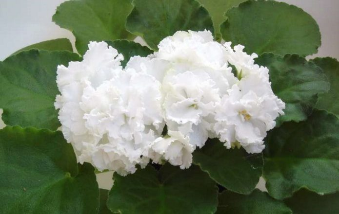 Самые красивые сорта фиалок