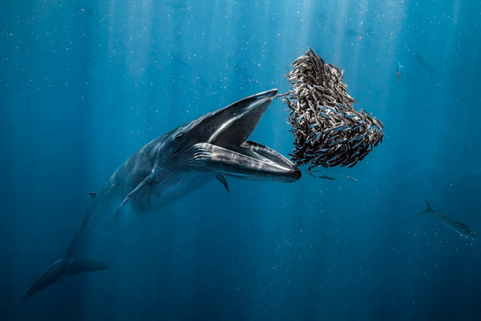 Победители подводного конкурса Ocean Photographer of the Year 2024