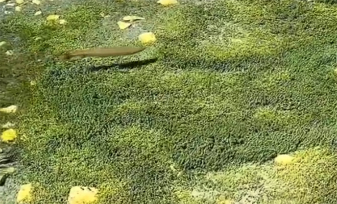 Одно из самых чистых озер мира настолько прозрачно, что рыбы словно парят в воздухе. Видео