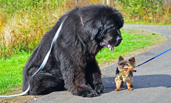 5 самых добрых собак мира: заводить для охраны бесполезно
