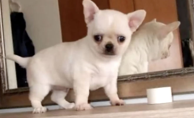 Мальчик подобрал домой недельного щенка: прошло полгода и щенок вырос в породистую собаку