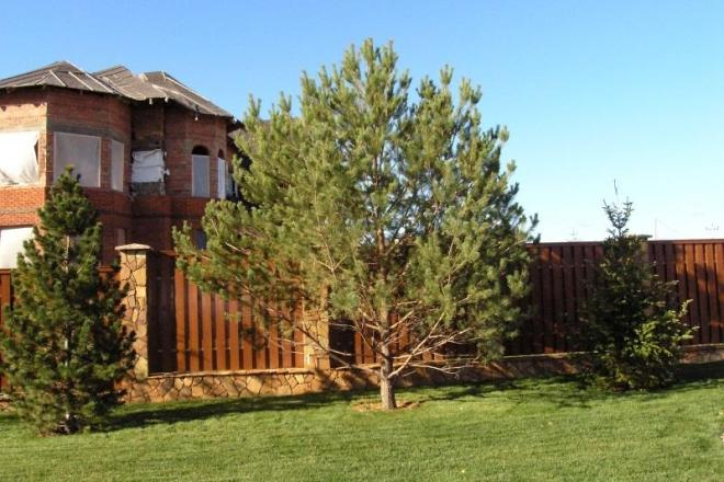 Хвойные растения для сада: выбираем самые неприхотливые культуры (65 фото)