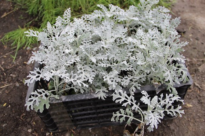 «Седой» цветок или прекрасное комнатное растение цинерария (61 фото)