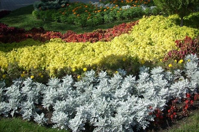 «Седой» цветок или прекрасное комнатное растение цинерария (61 фото)