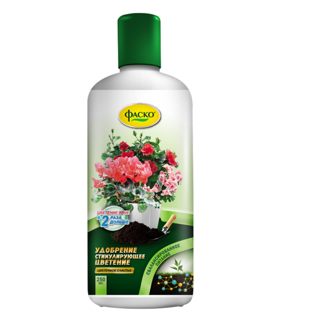 «Седой» цветок или прекрасное комнатное растение цинерария (61 фото)