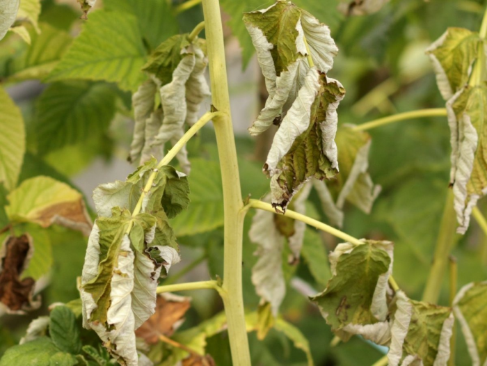 Весенняя подкормка малины для высокого урожая