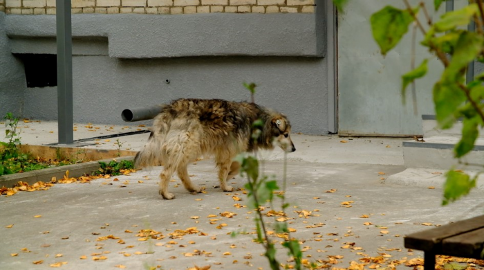 Квартиру жительницы Алексина заливает мочой из-за собачьего приюта в «однушке»