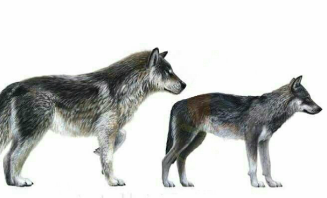 Волк в полтора раза крупнее сородичей вышел ночью на дорогу перед водителем: видео