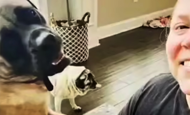 Собаку забрали из приюта домой, но она все время смотрела в пол. Потом хозяин показал ее через год