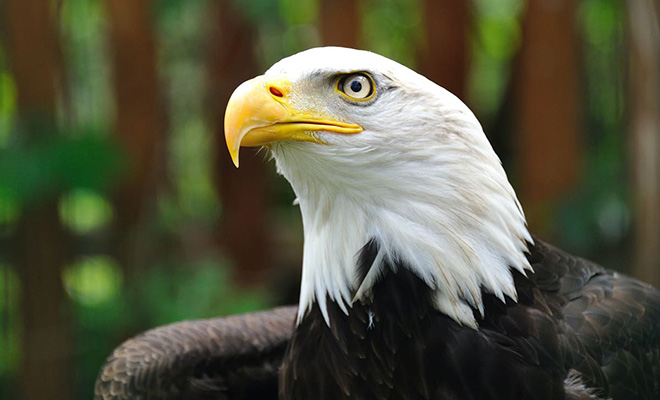 Одинокий орел в заповеднике высиживал камень и тогда работники подменили его на яйцо, а затем посмотрели, что будет дальше