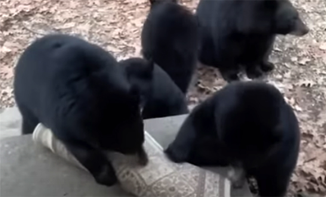 Пожилая женщина научилась говорить с дикими медведями. По ее указке животные приходят в гости и закрывают за собой дверь: видео