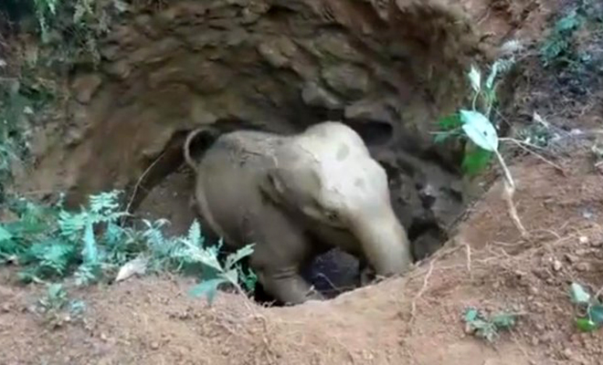 Жители деревни спасли из ямы слоненка, а через полгода на центральную площадь пришло все стадо: видео