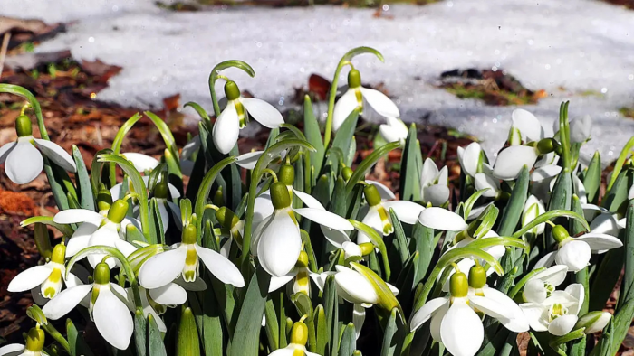Пять верных признаков: как понять, что весна действительно пришла